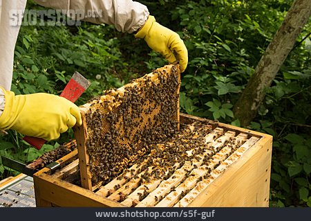 
                Bienenstock, Bienenvolk, Bienenwabe                   