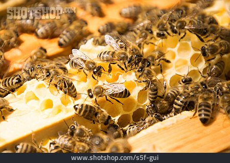 
                Honigbiene, Bienenvolk, Bienenwabe                   