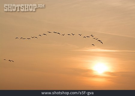 
                Sonnenuntergang, Zugvogel, Vogelschwarm                   