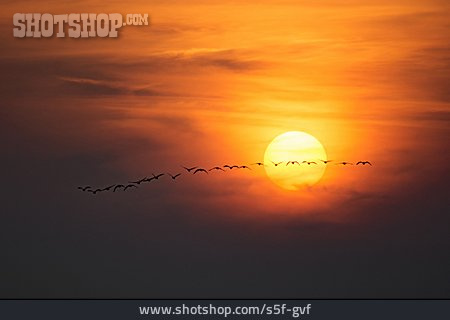 
                Sonnenuntergang, Graugans, Vogelschwarm                   