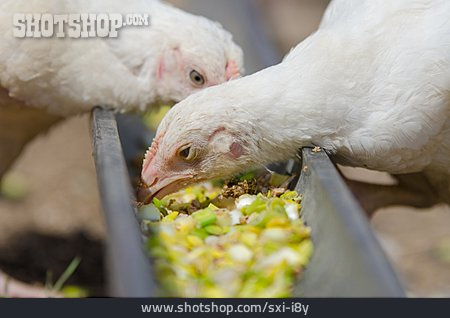 
                Huhn, Fütterung, Hühnerfarm                   