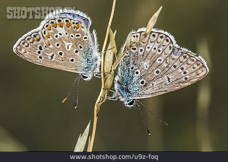 
                Schmetterling, Tierpaar, Hauhechel-bläuling                   