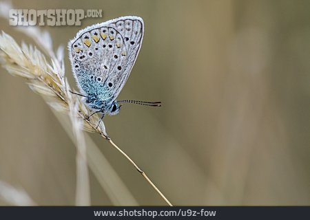 
                Schmetterling, Hauhechel-bläuling                   