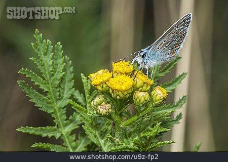 
                Hairstreak Butterfly, Blue Butterfly                   