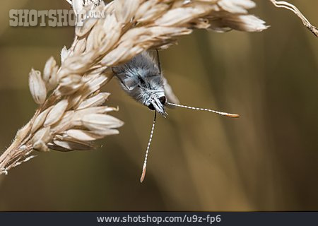 
                Schmetterling, Hauhechel-bläuling                   