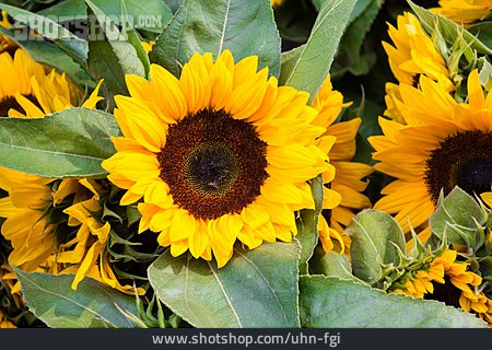 
                Sonnenblumen                   