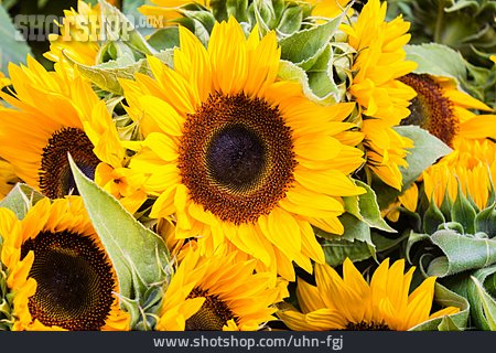 
                Sonnenblumen                   