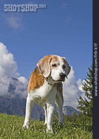 
                Hund, Beagle                   