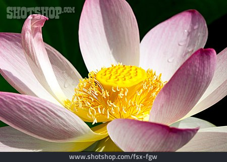 
                Seerose, Lotusblüte                   