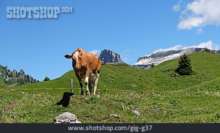 
                Rind, Schweizer Alpen, Oberberghorn                   
