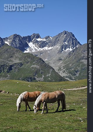 
                Grasen, Haflinger, Stubaier Alpen                   