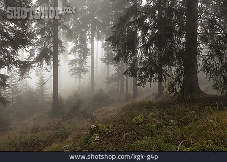 
                Wald, Mystisch, Nebelwald                   