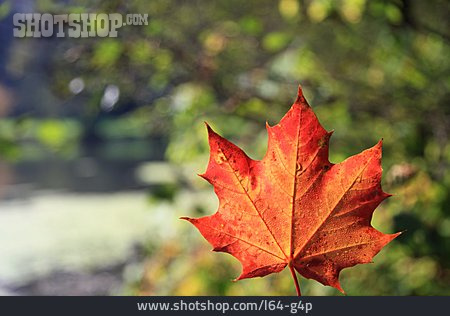 
                Herbst, Ahornblatt, Blattfärbung                   