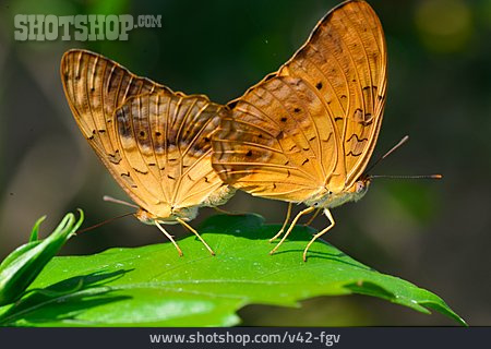 
                Schmetterling, Phalanta Phalantha                   