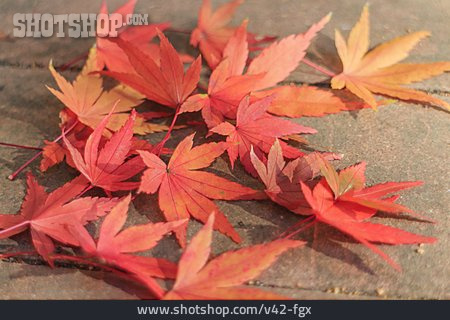 
                Herbstblätter, Spitzahorn                   