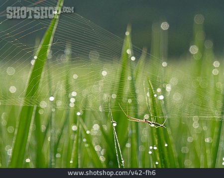 
                Spinnennetz, Spinne, Filigran, Morgentau                   