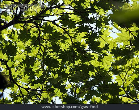 
                Blätterdach, Shirasawas Fächer-ahorn                   