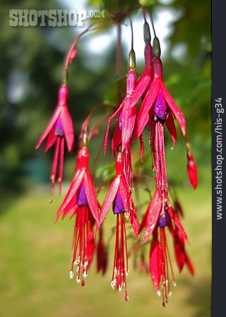 
                Fuchsien, Scharlach-fuchsie                   