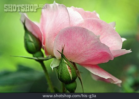 
                Blume, Rose, Kletterrose                   
