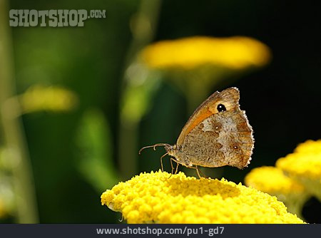
                Schmetterling, Kleines Wiesenvögelchen                   