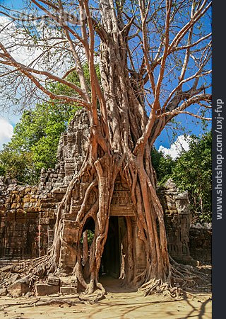 
                Grabmal, Baumwurzel, Angkor Wat                   