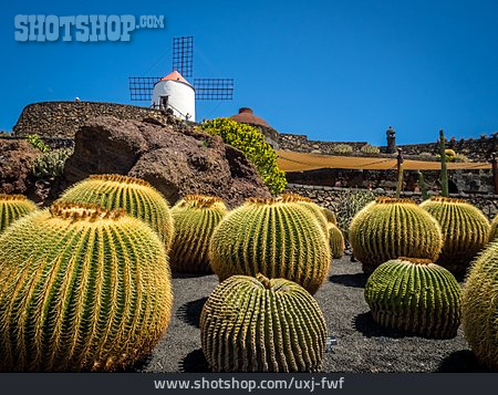 
                Lanzarote, Kugelkaktus, Jardín De Cactus                   
