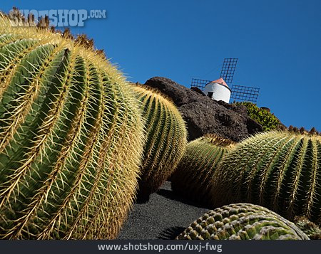 
                Lanzarote, Kugelkaktus, Kaktusgarten                   