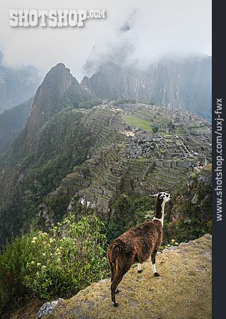 
                Lama, Peru, Huayna Picchu, Ruinenstadt                   