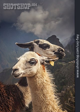 
                Anden, Lama, Peru                   