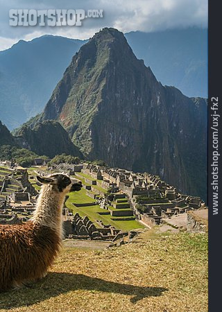 
                Lama, Peru, Machu Picchu                   