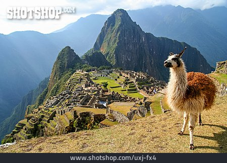
                Anden, Lama, Machu Picchu                   