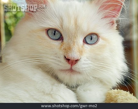 
                Sibirische Katze, Katzenrasse                   