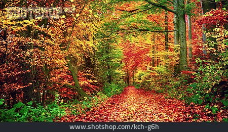 
                Herbstwald, Herbstfarben, Blattfärbung                   