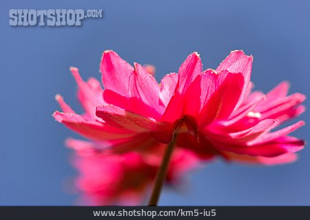 
                Blume, Windröschen                   