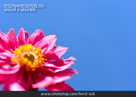 
                Blume, Windröschen                   