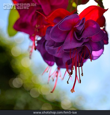 
                Blume, Fuchsie                   