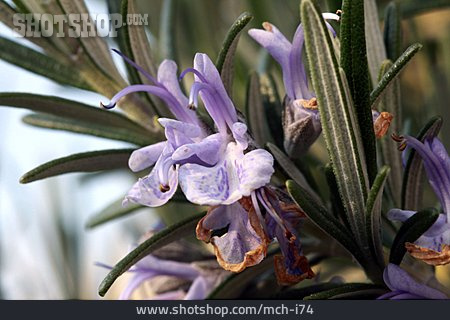 
                Thymian, Gartenthymian                   