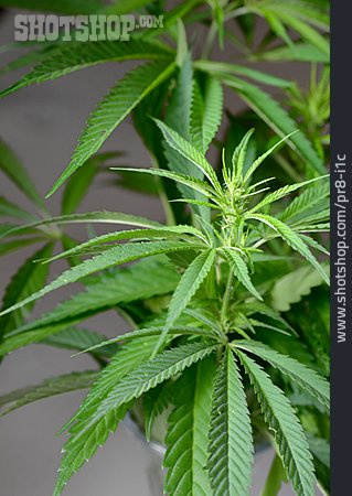 
                Cannabis, Hanfpflanze                   