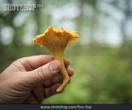 
                Chanterelle, Mushroom Season, Picking                   