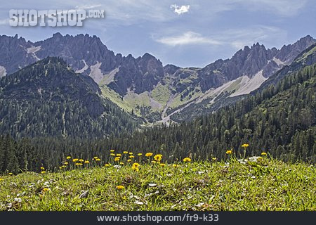 
                Löwenzahn, Bergmassiv, Butterblumen                   