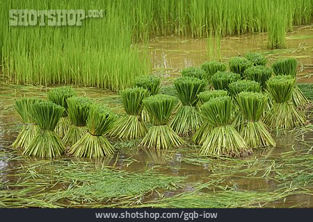 
                Bündel, Reispflanze                   