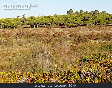 
                Algarve, Sumpflandschaft                   
