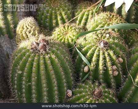 
                Kaktus, Kaktusblüte, Parodia Magnifica                   