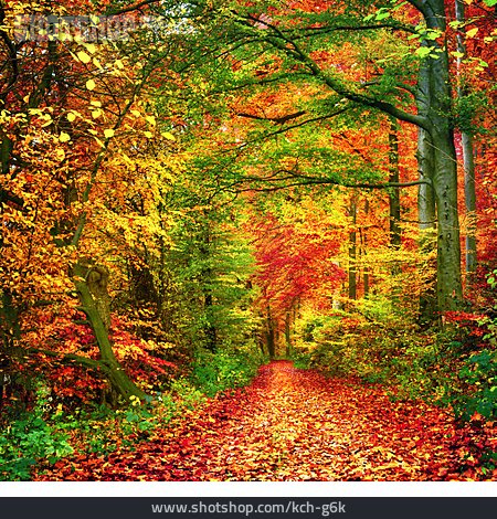 
                Forest, Autumn, Path                   