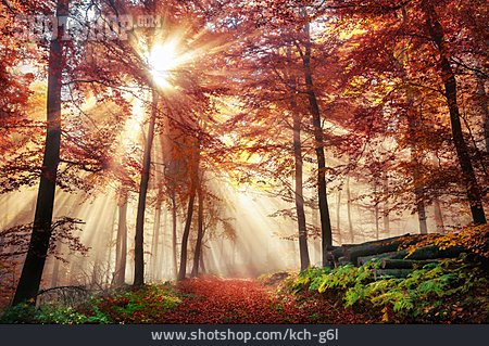
                Forest, Autumn, Light Beam                   