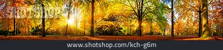 
                Laubwald, Naturpark, Goldener Herbst                   