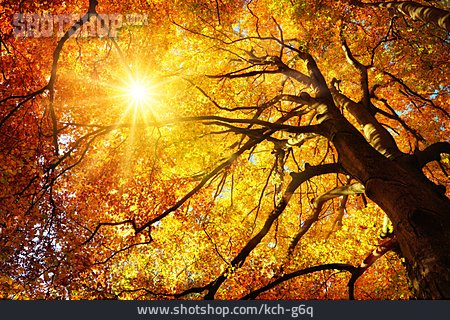 
                Sonnenstrahlen, Herbstlich, Baumkrone                   