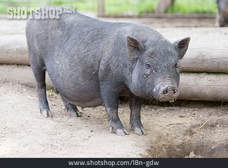 
                Pot Bellied Pig                   