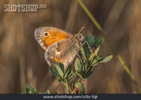 
                Schmetterling, Kleines Wiesenvögelchen                   