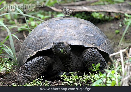
                Riesenschildkröte, Aldabra-riesenschildkröte, Seychellen-riesenschildkröten                   